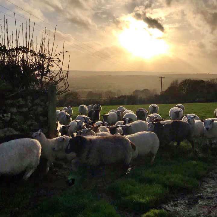 Emma Williams Farm Life Sheep Flock