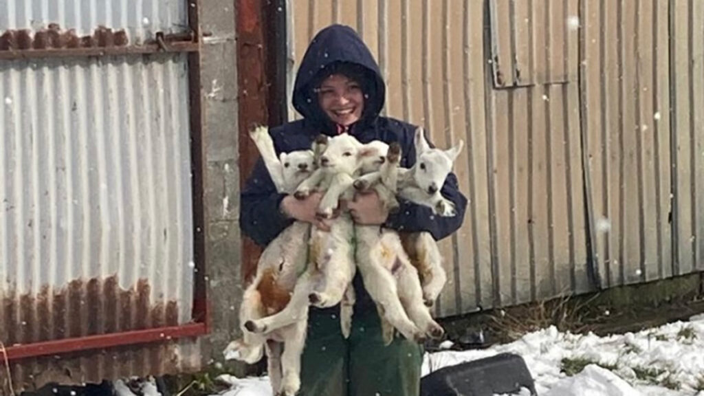 A young girl stands in the snow and smiles with four lambs in her arms